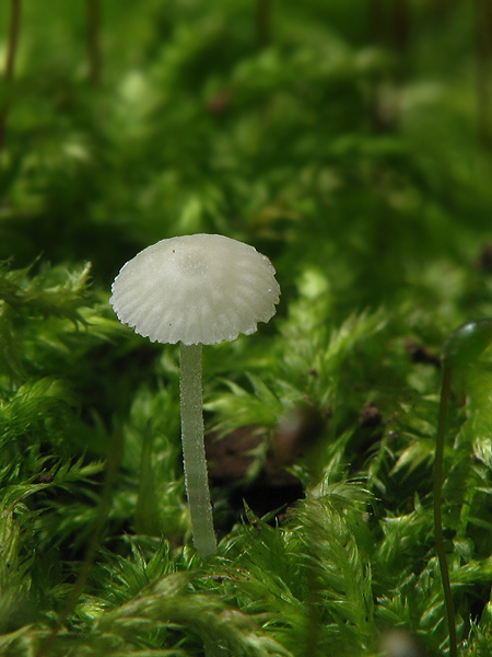 prilbička Mycena sp.