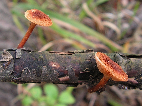 flamulaster ovešaný Phaeomarasmius erinaceus (Fr.) Scherff. ex Romagn.