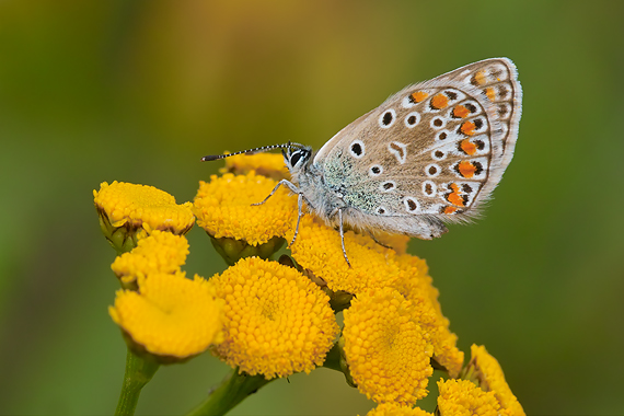 modráčik obyčajný - samička Polyommatus icarus