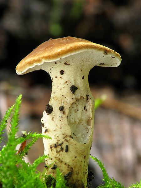 trúdnik Polyporus sp.