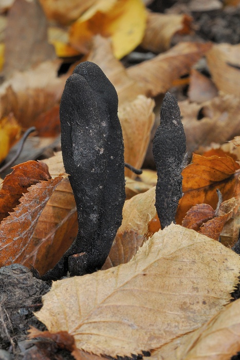 drevnatec kyjakovitý Xylaria polymorpha (Pers.) Grev.