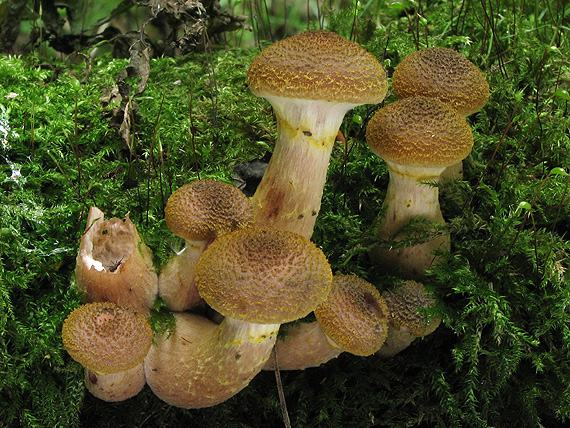 podpňovka žltá Armillaria gallica Marxm. & Romagn.