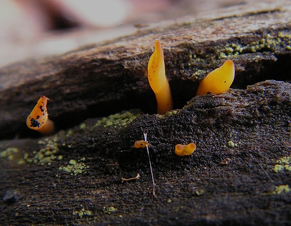 parôžkovec malý Calocera cornea (Fr.) Loud.