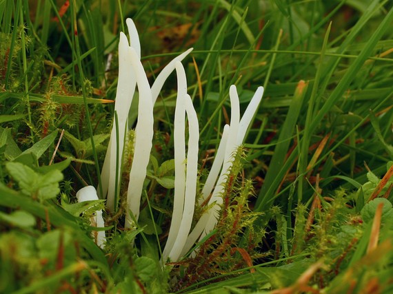 kyjačik lámavý Clavaria fragilis Holmsk.