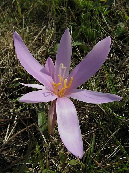 jesienka obyčajná Colchicum autumnale