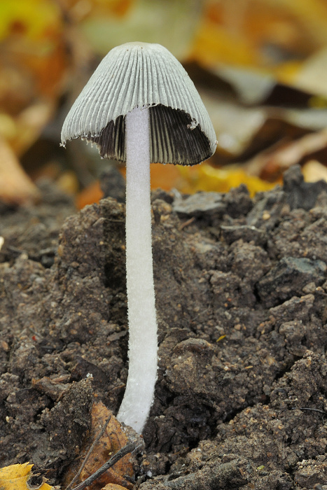 hnojník Coprinus lagopus