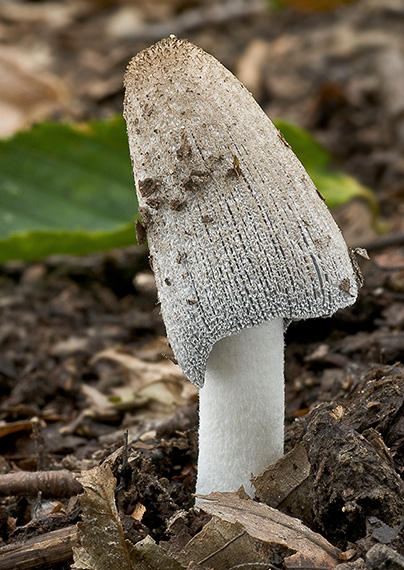 hnojník Coprinus sp.