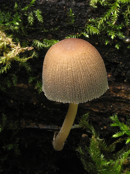 hnojník Coprinus sp.