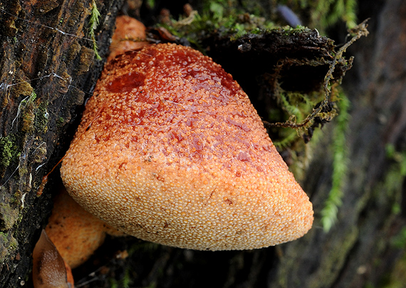 pečeňovec dubový Fistulina hepatica (Schaeff.) With.