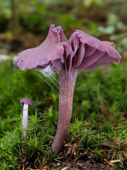 lakovka ametystová Laccaria amethystina (Huds.) Cooke