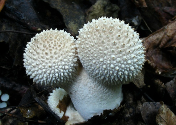 prášnica bradavičnatá Lycoperdon perlatum Pers.