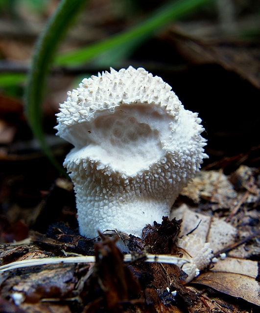 prášnica bradavičnatá  Lycoperdon perlatum Pers.