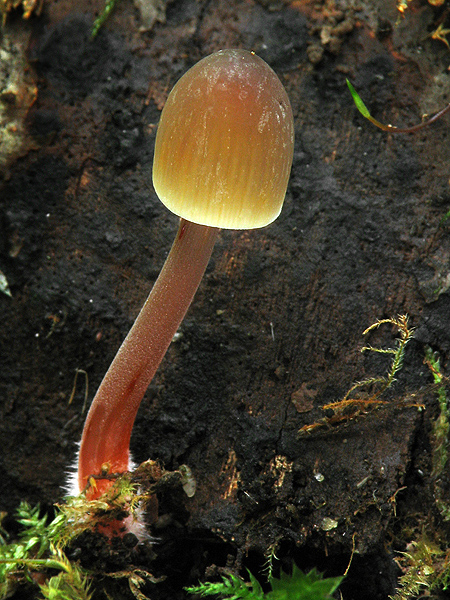 prilbička šafranová Mycena crocata (Schrad.) P. Kumm.