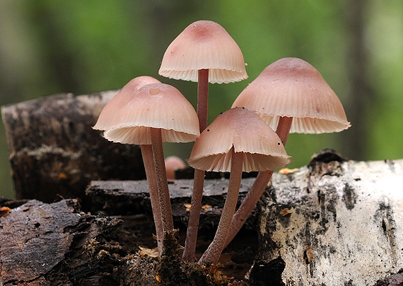 prilbička krvavomliečna Mycena haematopus (Pers.) P. Kumm.