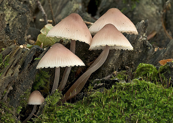 prilbička Mycena sp.