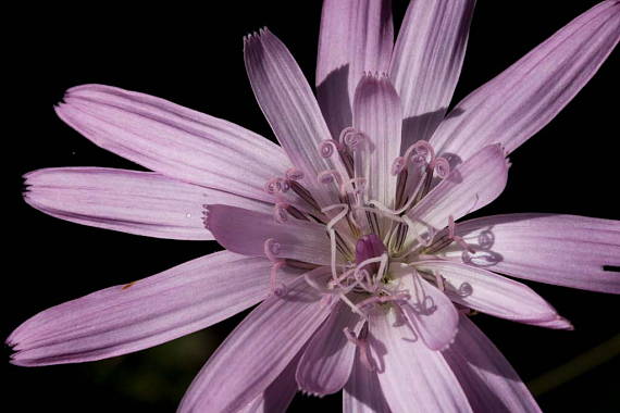 hadomor purpurový Scorzonera purpurea L.