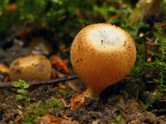 tarzeta pavučinkatá Tarzetta velata (Quél.) Svrček