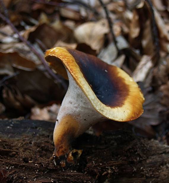 royoporus badius ?