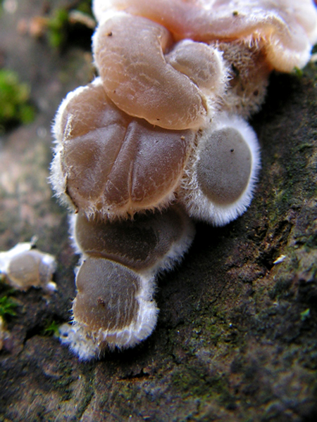 uchovka pásikavá Auricularia mesenterica (Dicks.) Pers.