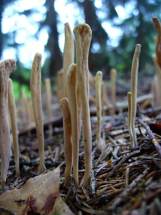 kyjak jazykovitý Clavariadelphus ligula (Schaeff.) Donk