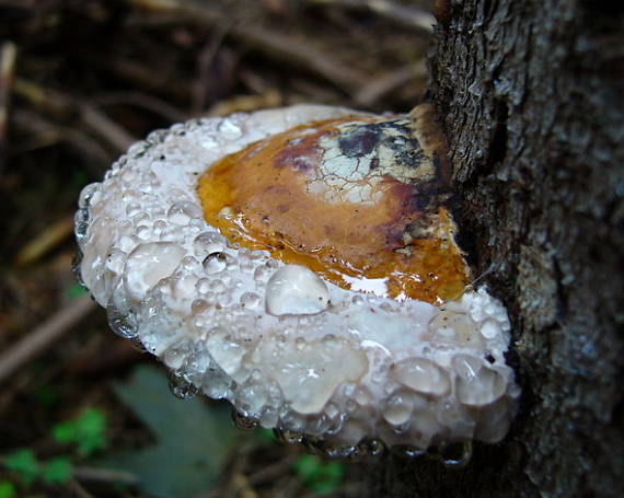 volské oko alebo Práchnovček pásikavý Fomitopsis pinicola (Sw.) P. Karst.