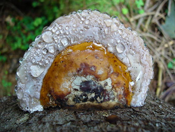 práchnovček pásikavý Fomitopsis pinicola (Sw.) P. Karst.