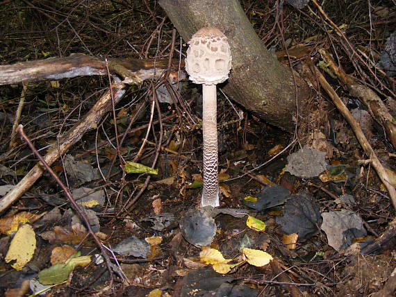 bedľa vysoká Macrolepiota procera  (Scop.) Singer