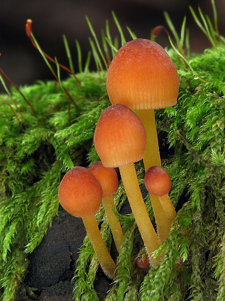 prilbička žltohlúbiková Mycena renati Quél.