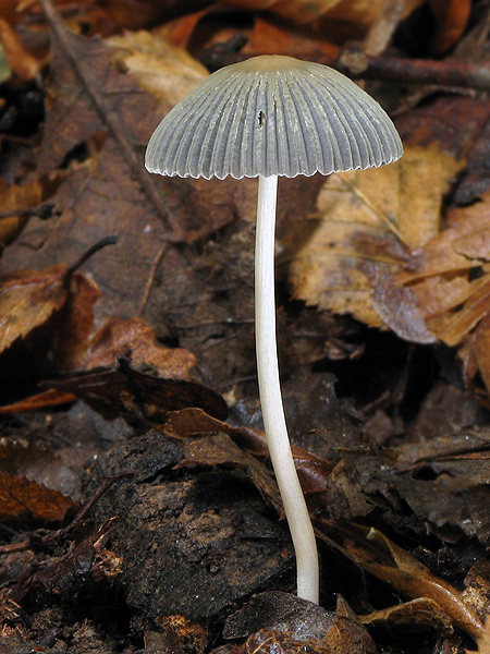 hnojník Parasola sp.