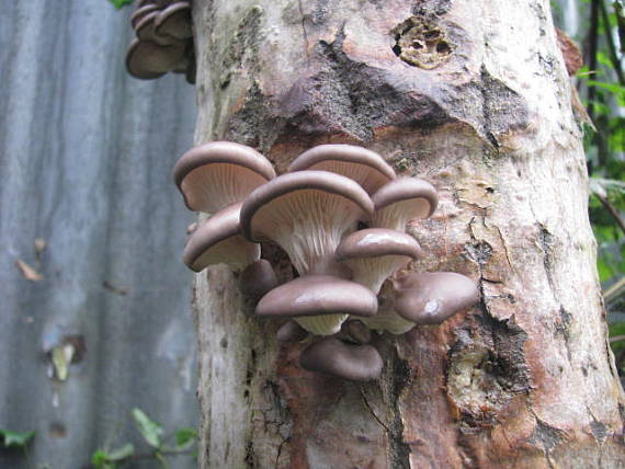 hliva ustricovitá Pleurotus ostreatus (Jacq.) P. Kumm.