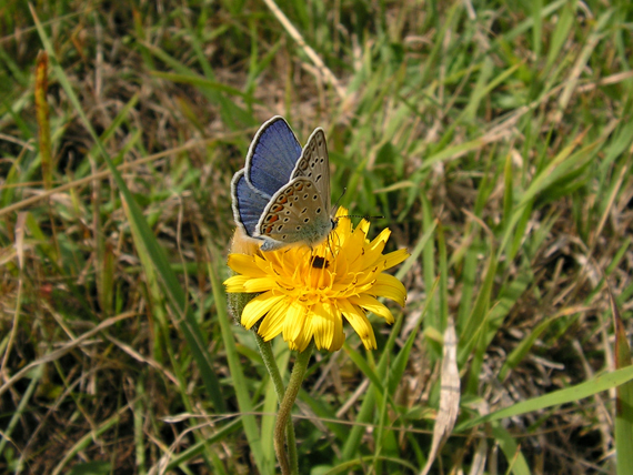 modráčik obyčajný ? Polyommatus icarus ?