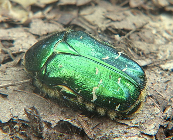 zlatoň obyčajny Cetonia aurata