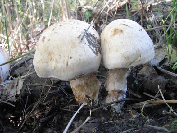 pavučinovec Cortinarius Largus Fr.