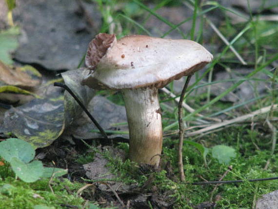 pavučinovec Cortinarius sp.