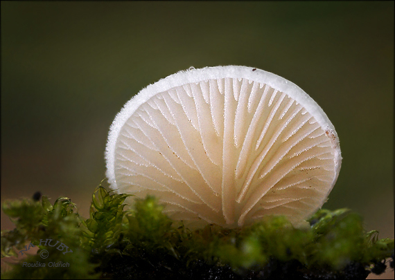 pahliva Crepidotus sp.