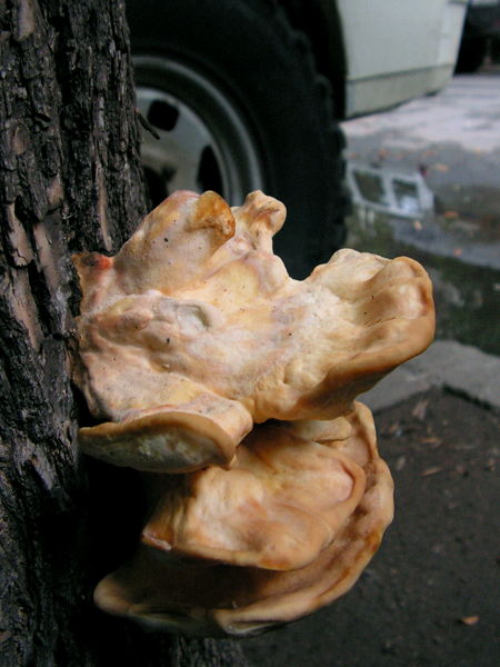 sírovec obyčajný  Laetiporus sulphureus (Bull.) Murrill