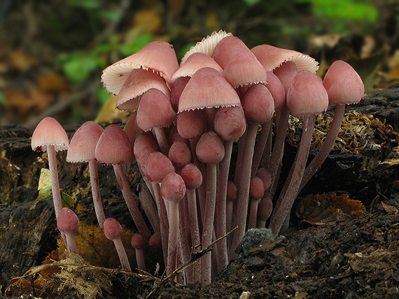 prilbička krvavomliečna Mycena haematopus (Pers.) P. Kumm.