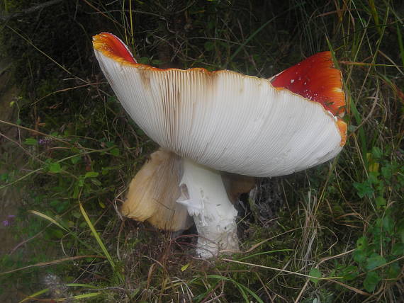 jesenná chuderka Amanita muscaria (L.) Lam.