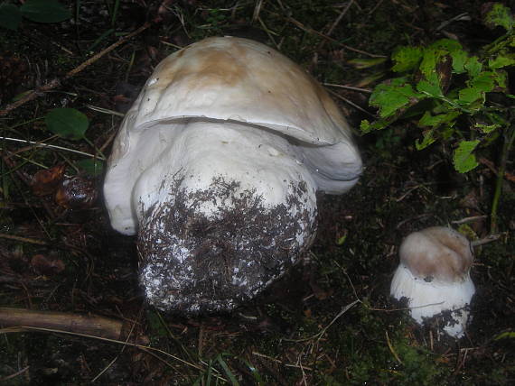 posledné potešenie ? Boletus edulis Bull.