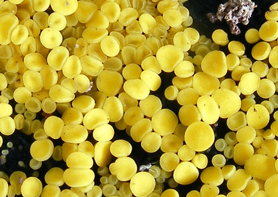 okrasník žltý Calycina citrina (Hedw.) Gray