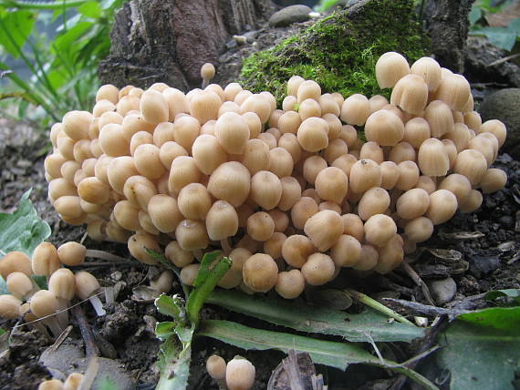 hnojník rozosiaty Coprinellus dissominatus