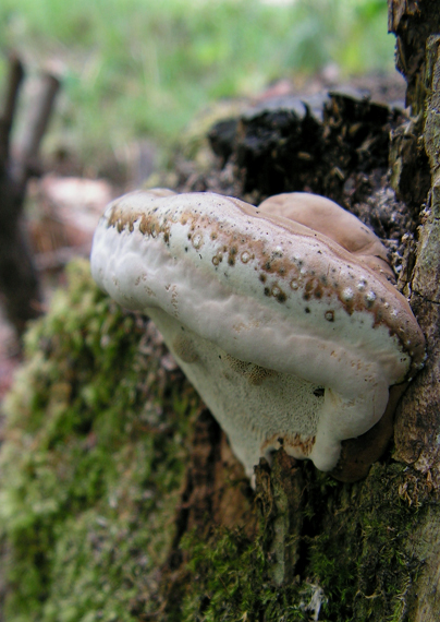 lesklokôrovka plochá Ganoderma applanatum (Pers.) Pat.