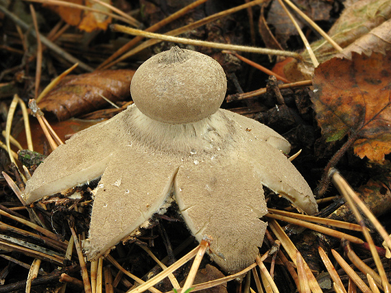 hviezdovka dlhokrčková Geastrum pectinatum Pers.