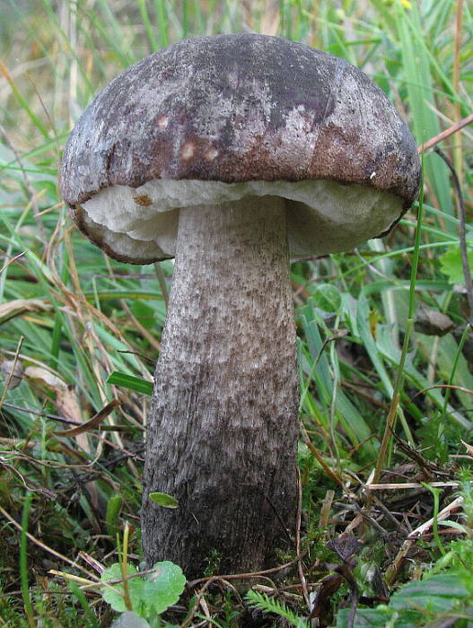 leccinum sp. KozÃ¡k