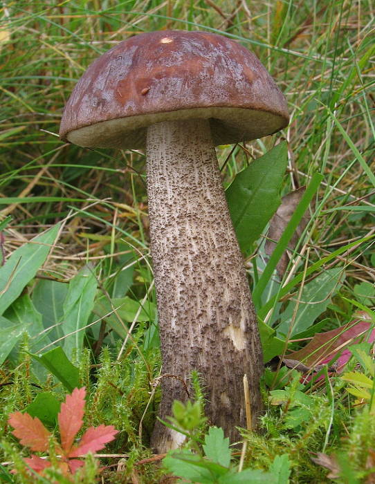 kozák brezový Leccinum scabrum (Bull.) Gray