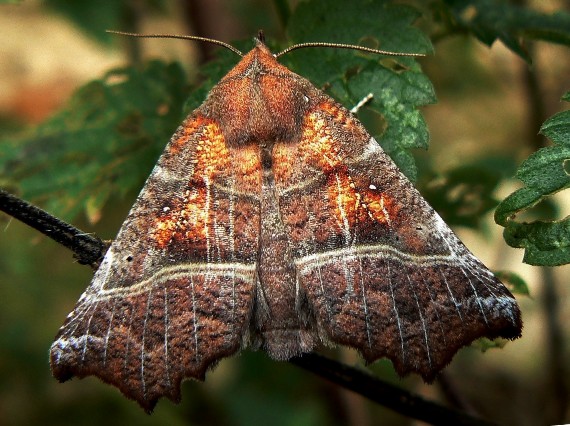 mora pivničná - samica Scoliopteryx libatrix