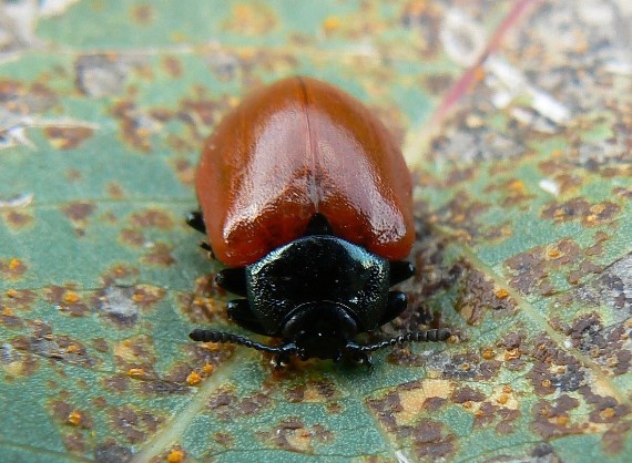 liskavka topoľová  Chrysomela populi