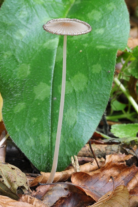 hnojník Coprinus sp.