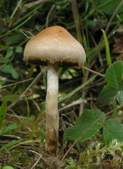 pavučinovec Cortinarius sp.