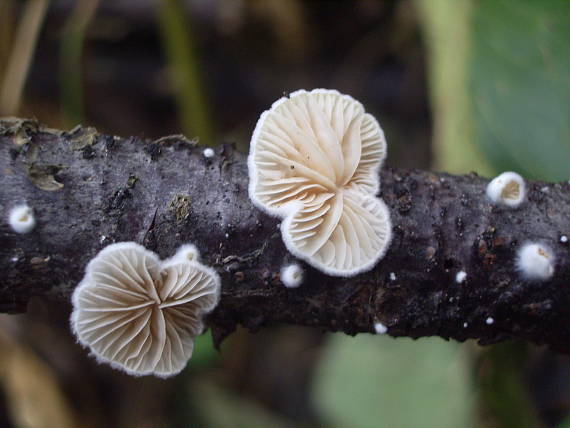 pahliva Crepidotus sp.